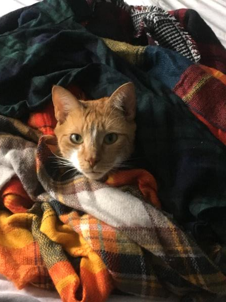 /Images/uploads/Humane Rescue Alliance/HRACalendarPhotoContest/entries/8440thumb.jpg